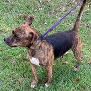 Speedy -  Chihuahua and Pug Dog for Adoption in Tampa, Florida - Speedy | PetCurious