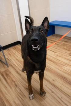 Rooster - located in Texas -  Belgian Shepherd Malinois Dog for Adoption in Imlay City, Michigan - Rooster - Located In Texas | PetCurious