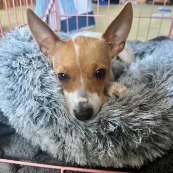 Jill -  Chihuahua and None Dog for Adoption in Bedford Park, Illinois - Jill | PetCurious