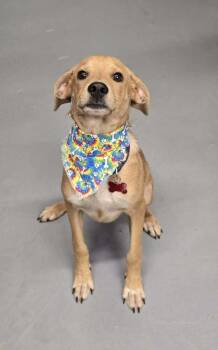 Labrador Retriever Dogs Available for Adoption in Aurora, Colorado - Gilbert | PetCurious