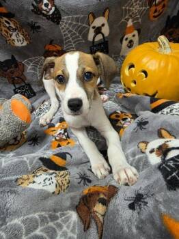 Rescue Mixed Breed Dogs for Adoption in Sullivan, Indiana - Rodger | PetCurious