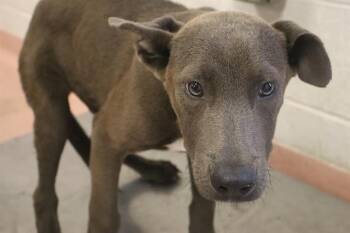 JACKSON -  Mixed Breed Dog for Adoption in Columbia, South Carolina - JACKSON | PetCurious