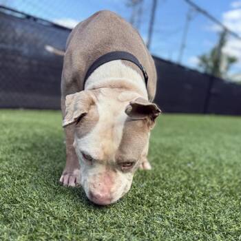 Mixed Breed Dogs Available for Adoption in Pittsburgh, Pennsylvania - Drizzle | PetCurious