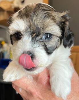 Andover -  Poodle and Shih Tzu Dog for Adoption in Thompson Falls, Montana - Andover | PetCurious