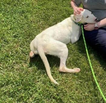 Ansley -  Whippet and Terrier Dog for Adoption in Middletown, Connecticut - Ansley | PetCurious