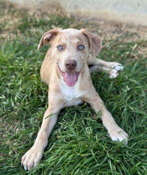 Catahoula Leopard Dog Dogs Available for Adoption - Boudro | PetCurious