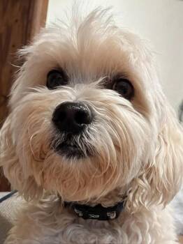 Finn -  Maltipoo Dog for Adoption in Newport Beach, California - Finn | PetCurious