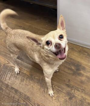 Chihuahua Dogs Available for Adoption in Pelzer, South Carolina - Rocky | PetCurious