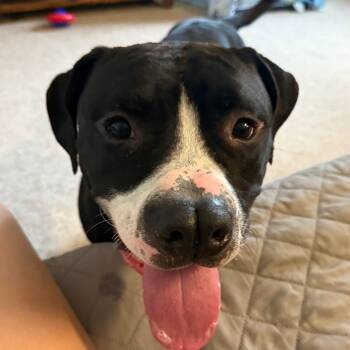 Rescue Pit Bull Terrier Dogs for Adoption in York, Pennsylvania - Chaplin | PetCurious