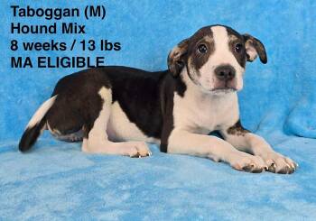 Hound Dogs Available for Adoption in Pomfret, Connecticut - TOBOGGAN | PetCurious