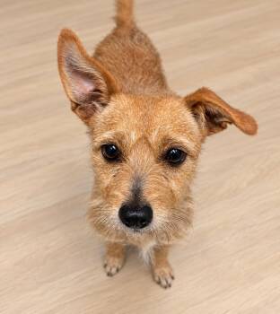 Lucy -  Mixed Breed Dog for Adoption in Raleigh, North Carolina - Lucy | PetCurious
