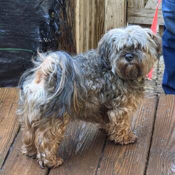 SANTOS -  Havanese Dog for Adoption in Troutman, North Carolina - SANTOS | PetCurious