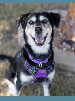 Rescue German Shepherd Dog and Husky Dogs for Adoption in Pflugerville, Texas - Ellie | PetCurious