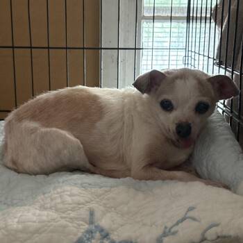Viper -  Chihuahua Dog for Adoption in North Myrtle Beach, South Carolina - Viper | PetCurious