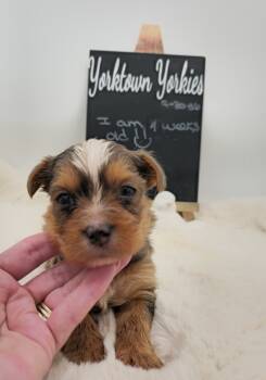 Milo -  Yorkshire Terrier Dog Available for Sale in Belleville, Illinois - Milo | PetCurious