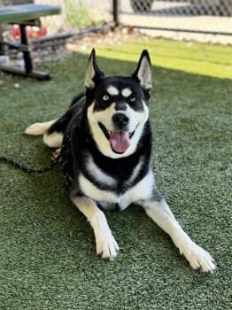 Siberian Husky and German Shepherd Dog Dogs Available for Adoption in Clyde, North Carolina - FREYA | PetCurious