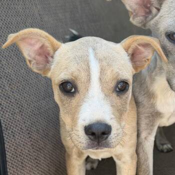Labrador Retriever and Mixed Breed Dogs Available for Adoption in Marshall, Texas - Soda | PetCurious