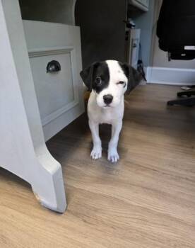 Labrador Retriever and Mixed Breed Dogs Available for Adoption in Lawrenceville, Georgia - Anthony Bridgerton | PetCurious