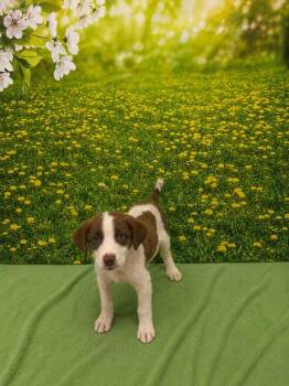 Terrier Dogs Available for Adoption in Athens, Tennessee - Possum | PetCurious