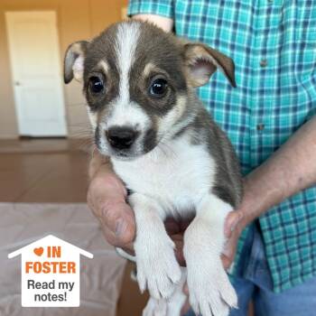 Gobo -  Pit Bull Terrier and Collie Dog for Adoption in Kanab, Utah - Gobo | PetCurious