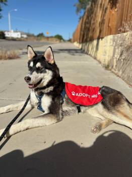 Shepherd Dogs Available for Adoption in Santa Monica, California - Gracie | PetCurious