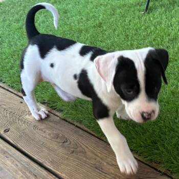 Mixed Breed Dogs Available for Adoption - Riley Fire Puppy | PetCurious