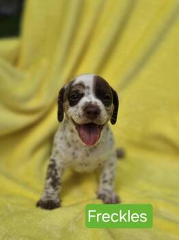 Rescue Dachshund Dogs for Adoption in Crown Point, Indiana - Freckles | PetCurious