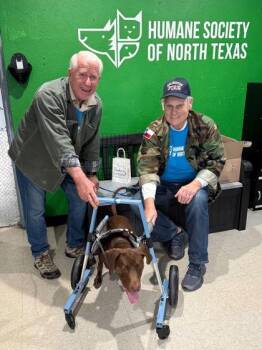 Pointer and Mixed Breed Dogs Available for Adoption in Fort Worth, Texas - Mila | PetCurious