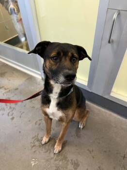 Pit Bull Terrier and Boxer Dogs Available for Adoption - Dozer | PetCurious