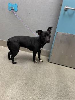 GEORGIA -  Bull Terrier Dog for Adoption in Las Vegas, Nevada - GEORGIA | PetCurious