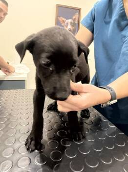 Fish Litter  - Piranha - Located in FL -  Belgian Shepherd Malinois Dog for Adoption in Imlay City, Michigan - Fish Litter  - Piranha - Located In FL | PetCurious