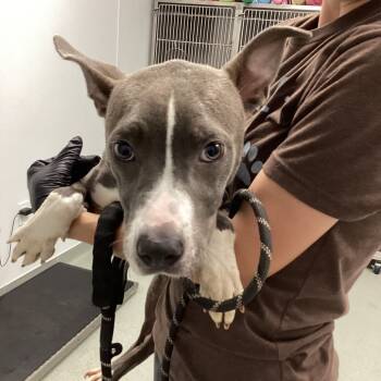 Rescue Pit Bull Terrier and Mixed Breed Dogs for Adoption in Abilene, Texas - Annie Wilks | PetCurious