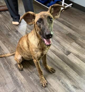 Little Debbie DoorDash -  German Shepherd Dog Dog for Adoption in Andover, Massachusetts - Little Debbie DoorDash | PetCurious