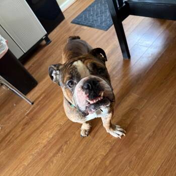 Biggie -  English Bulldog Dog for Adoption in Huber Heights, Ohio - Biggie | PetCurious
