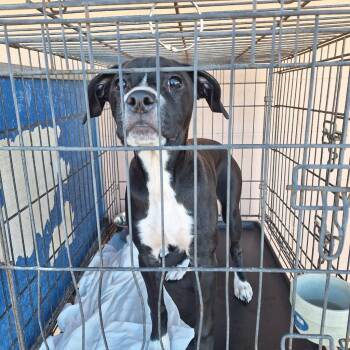 Jenny -  Boxer Dog Available for Adoption in Gautier, Mississippi - Jenny | PetCurious