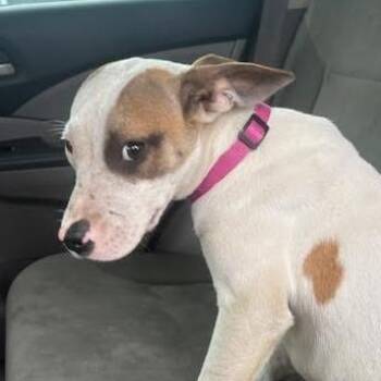 Terrier and Mixed Breed Dogs Available for Adoption in Marshall, Texas - Ruby | PetCurious