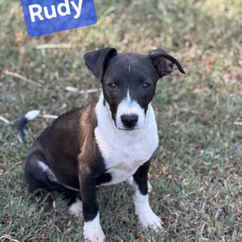 Rudy -  Hound and Mixed Breed Dog for Adoption in Medfield, Massachusetts - Rudy | PetCurious