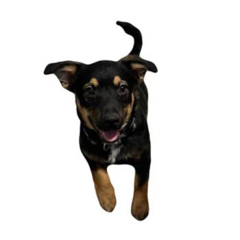Kodiak -  Shepherd and Pembroke Welsh Corgi Dog for Adoption in Red Bluff, California - Kodiak | PetCurious