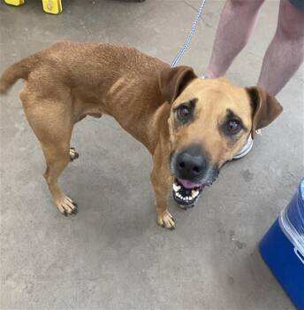German Shepherd Dog and Mixed Breed Dogs Available for Adoption in Dallas, Texas - JJ | PetCurious