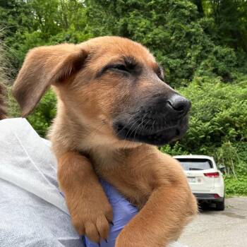 Manon -  Mixed Breed Dog for Adoption in Springboro, Ohio - Manon | PetCurious