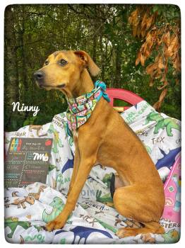 Ninny -  Redbone Coonhound and Rhodesian Ridgeback Dog for Adoption in Sebring, Florida - Ninny | PetCurious