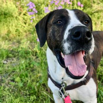 Peanut Butter Henry -  Mixed Breed Dog for Adoption in State College, Pennsylvania - Peanut Butter Henry | PetCurious
