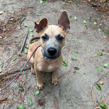 Atlas -  German Shepherd Dog Dog for Adoption in Myrtle Beach, South Carolina - Atlas | PetCurious