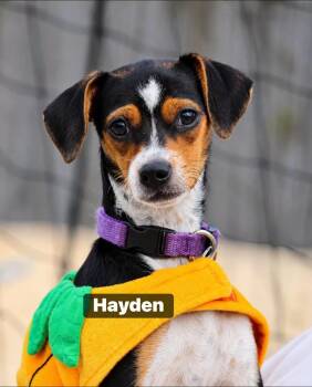 Hayden -  Beagle and Australian Cattle Dog Blue Heeler Dog for Adoption in Fort Mill, South Carolina - Hayden | PetCurious