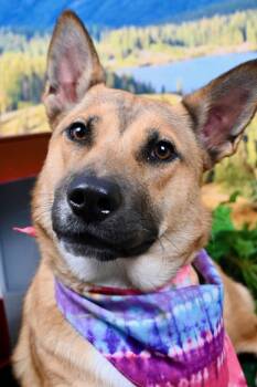 Rescue Belgian Shepherd Malinois Dogs for Adoption in West Bend, Wisconsin - Mocha | PetCurious