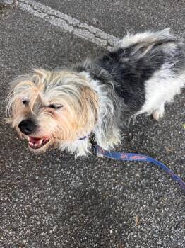 Maltese Dogs Available for Adoption in Newnan, Georgia - Oscar | PetCurious