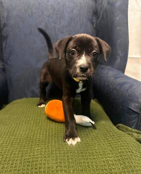 Beamer -  American Staffordshire Terrier Dog for Adoption in Walker, Louisiana - Beamer | PetCurious
