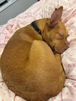 Cheer -  Mixed Breed Dog for Adoption in Cincinnati, Ohio - Cheer | PetCurious