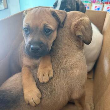 Bubbles 15717 -  Boxer and Mixed Breed Dog Available for Adoption in Morganton, North Carolina - Bubbles 15717 | PetCurious