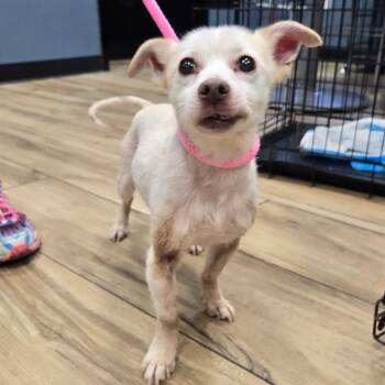 JJ -  Mixed Breed Dog for Adoption in Newark, New Jersey - JJ | PetCurious
